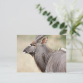 Carte Postale Nyala avec pic (Debout devant)