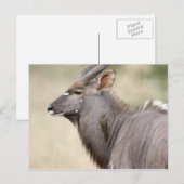 Carte Postale Nyala avec pic (Devant / Derrière)