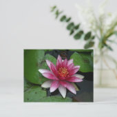 Carte Postale Nymphaea tetragona (Debout devant)