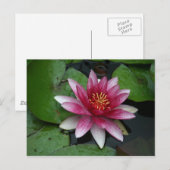 Carte Postale Nymphaea tetragona (Devant / Derrière)