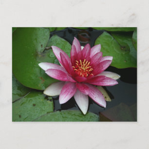 Carte Postale Nymphaea tetragona