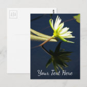 Carte Postale Nymphéa Lotus Blanc (Devant / Derrière)
