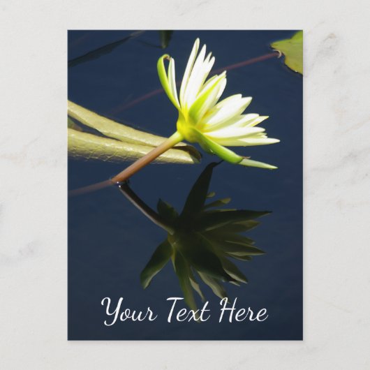 Carte Postale Nymphéa Lotus Blanc (Devant)