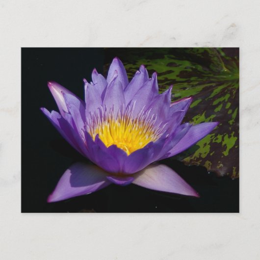Carte Postale Nymphéa Lotus Pourpre (Devant)
