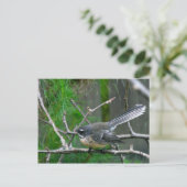 Carte Postale NZ Bird - Fantail (Debout devant)