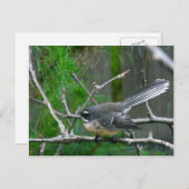 Carte Postale NZ Bird - Fantail (Devant / Derrière)
