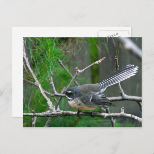 Carte Postale NZ Bird - Fantail (Devant / Derrière)