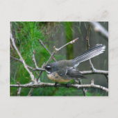 Carte Postale NZ Bird - Fantail (Devant)