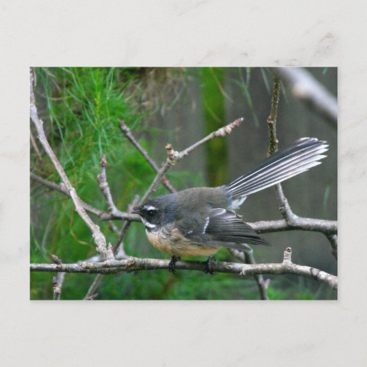 Carte Postale NZ Bird - Fantail (Devant)