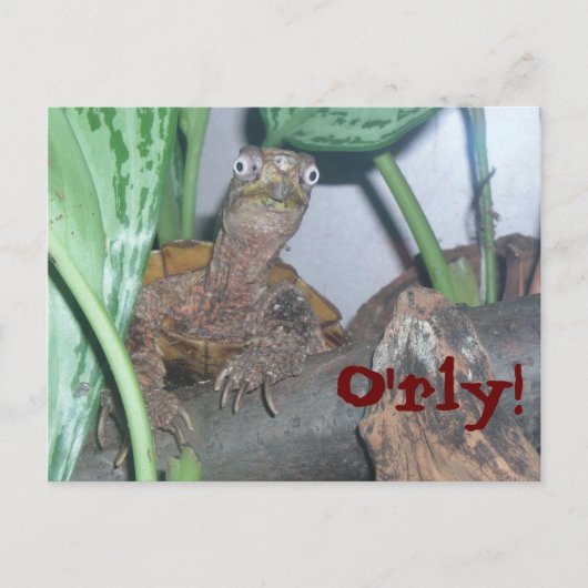Carte Postale o'rly, O'rly ! (Devant)