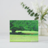 CARTE POSTALE OAHU, HAWAII #19 POSTCARD (Debout devant)