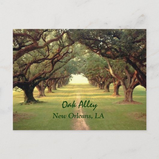 Carte postale Oak Alley New Orleans (Devant)