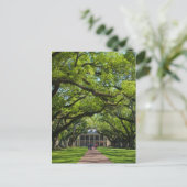 Carte Postale Oak Alley Plantation House (Debout devant)