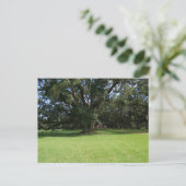 CARTE POSTALE OAK TREE (Debout devant)
