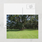 CARTE POSTALE OAK TREE (Devant / Derrière)