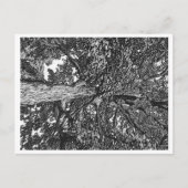 Carte postale Oak Tree (Devant)