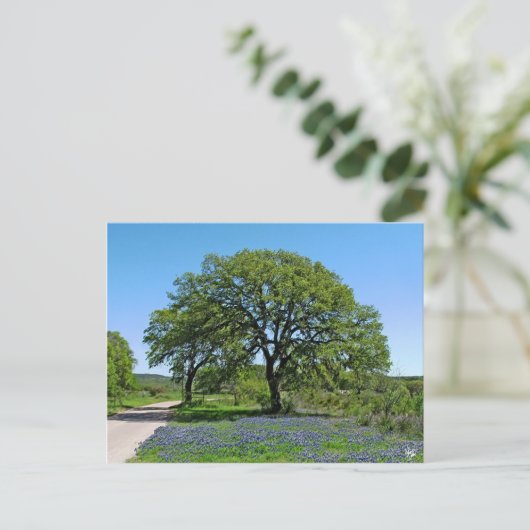 Carte Postale Oak Tree and Bluebonnets near Johnson City (Debout devant)