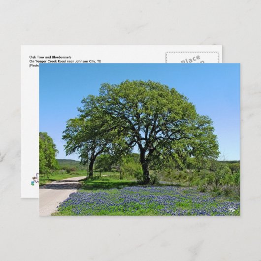 Carte Postale Oak Tree and Bluebonnets near Johnson City (Devant / Derrière)