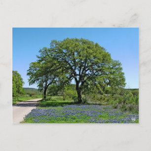 Carte Postale Oak Tree and Bluebonnets near Johnson City, TX
