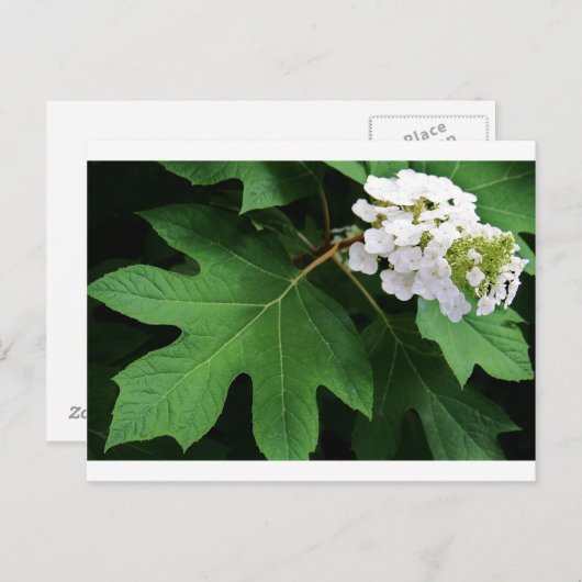 Carte Postale "oakleaf hydrangea" par Coressel Productions (Devant / Derrière)