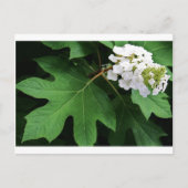 Carte Postale "oakleaf hydrangea" par Coressel Productions (Devant)