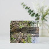 Carte Postale Oakwoods Metropark Beaver Trail (Debout devant)
