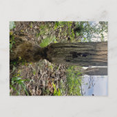 Carte Postale Oakwoods Metropark Beaver Trail (Devant)