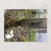 Carte Postale Oakwoods Metropark Beaver Trail avec logo (Devant)