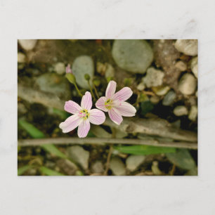 Carte Postale Oakwoods Metropark Springbeauty