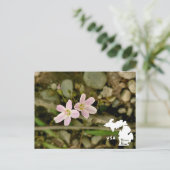 Carte Postale Oakwoods Metropark Springbeauty avec logo (Debout devant)