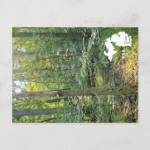 Carte Postale Oakwoods Metropark Trail Forêt d'été avec logo (Devant)