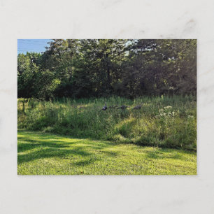 Carte Postale Oakwoods Metropark Turquie Path