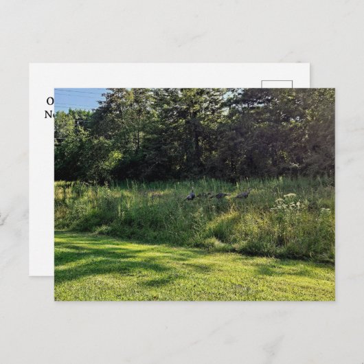 Carte Postale Oakwoods Metropark Turquie Path (Devant / Derrière)