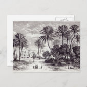 Carte Postale Oasis de Gafsa : Tunis (Devant / Derrière)