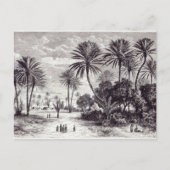 Carte Postale Oasis de Gafsa : Tunis (Devant)