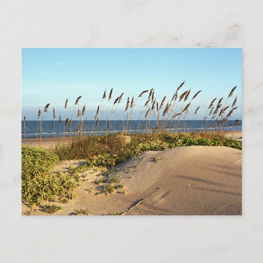 Carte Postale Oats de mer et dunes (Devant)