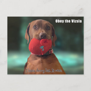 Carte Postale Obéissez à la Vizsla
