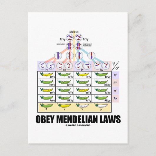 Carte Postale Obey Mendelian Laws (Dihybride Cross Peas) (Devant)