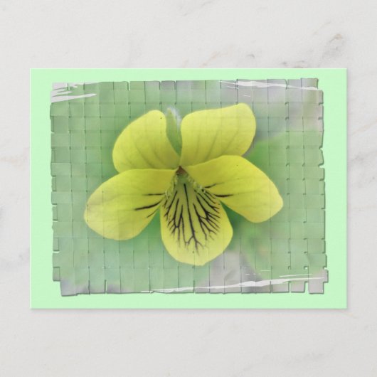 Carte Postale Objets de coordination de violette jaune sauvage (Devant)