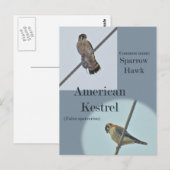 Carte Postale Objets de Kestrel Américain (Falco sparverius) (Devant / Derrière)