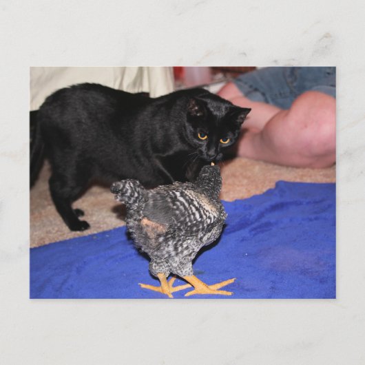 Carte Postale Observateurs (Devant)