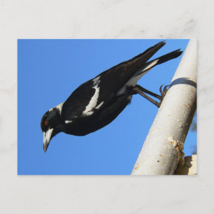 Carte Postale Observation de l'oiseau australien magique Magpie