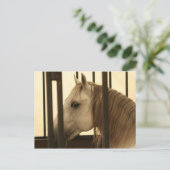 Carte Postale Observation de Stallion (Debout devant)