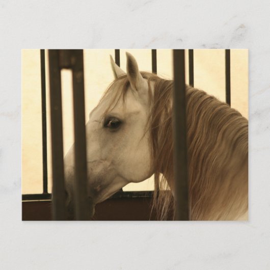 Carte Postale Observation de Stallion (Devant)