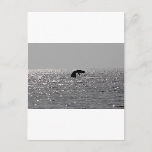 Carte Postale Observation des baleines - Impression de la balein (Devant)