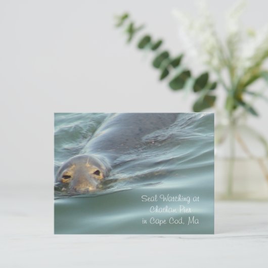 Carte Postale Observation des phoques à Chatham Pier à Cape Cod (Debout devant)