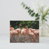 Carte Postale Observation d'oiseau (Debout devant)