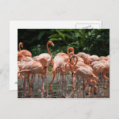 Carte Postale Observation d'oiseau (Devant / Derrière)