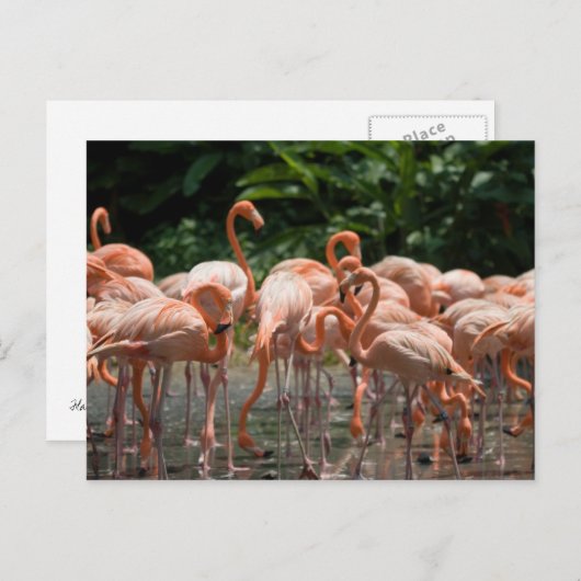 Carte Postale Observation d'oiseau (Devant / Derrière)