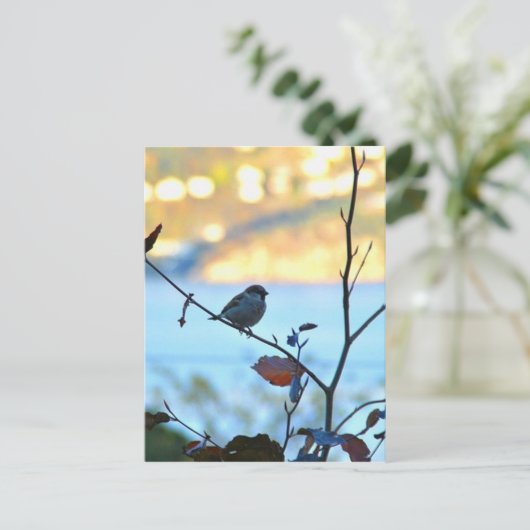 Carte Postale Observation d'oiseaux (Debout devant)